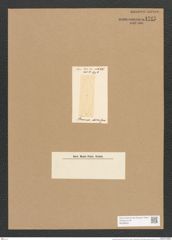 Stauroneis decora Grev. (de-Toni-Nr.: Genus 6, Species 887) Zeichnungen Sammlung Grunow Nr. 1747 (NHMW-BOT-W0368631)